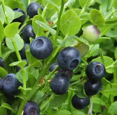 Аватар Галина Чащина