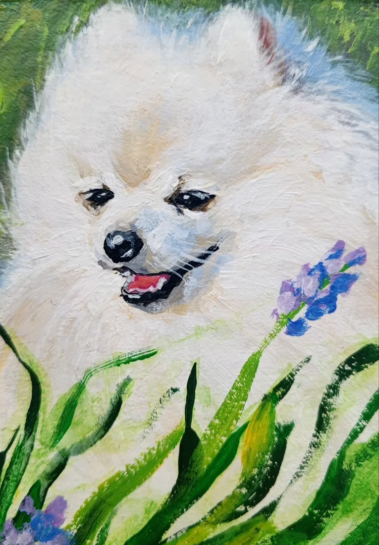 Летний шпиц