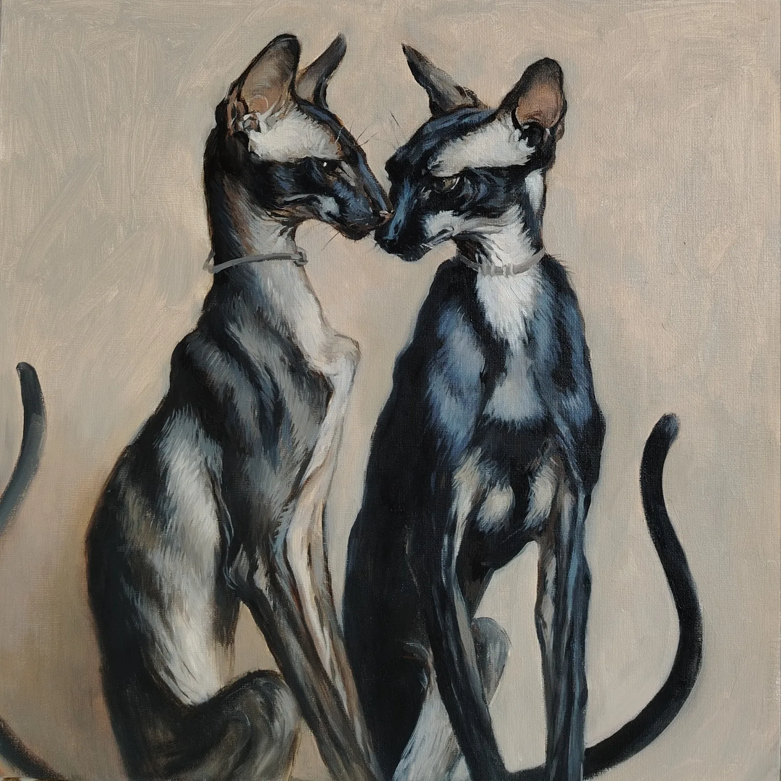 Котики