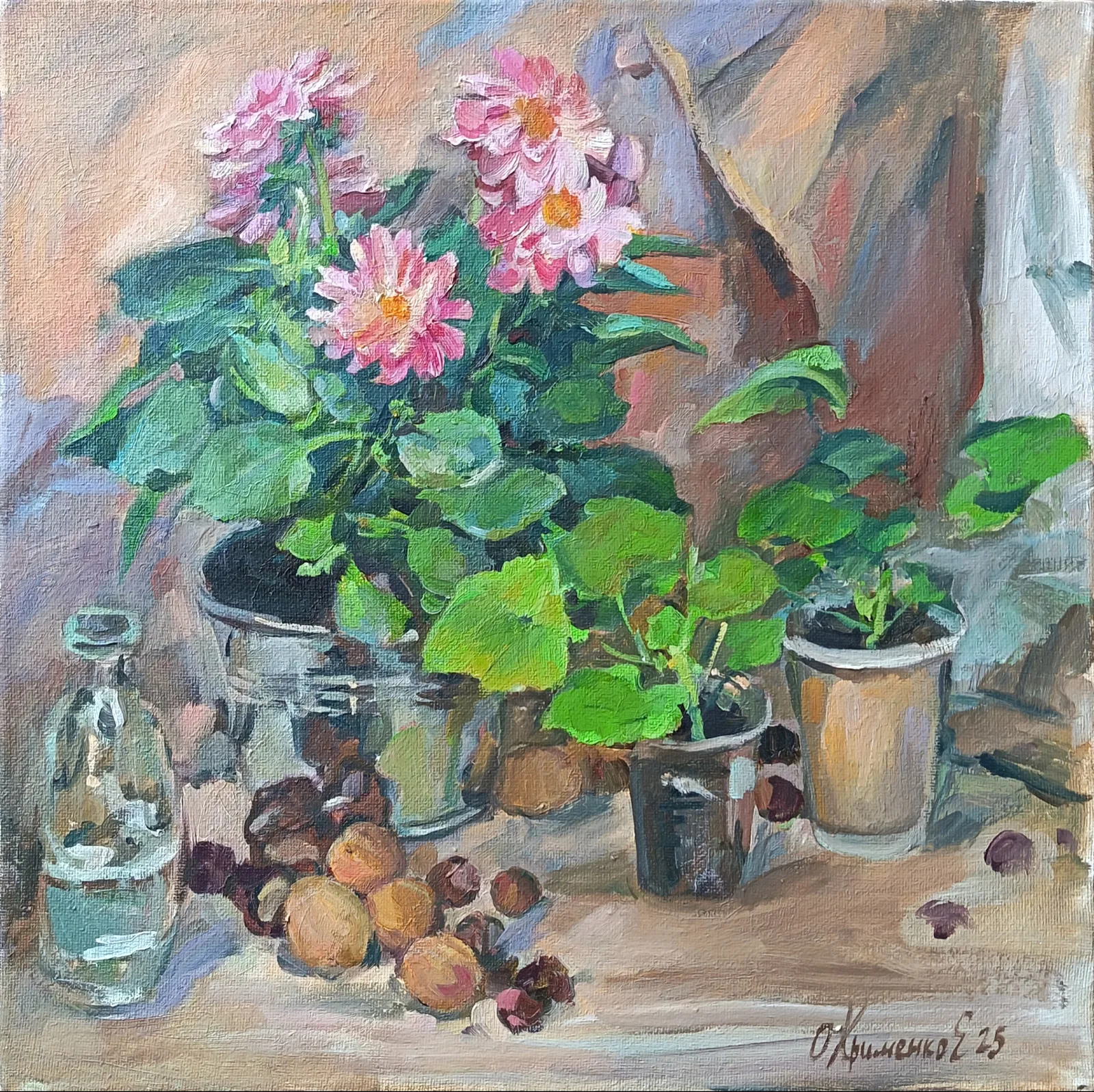 Георгины, рассада.