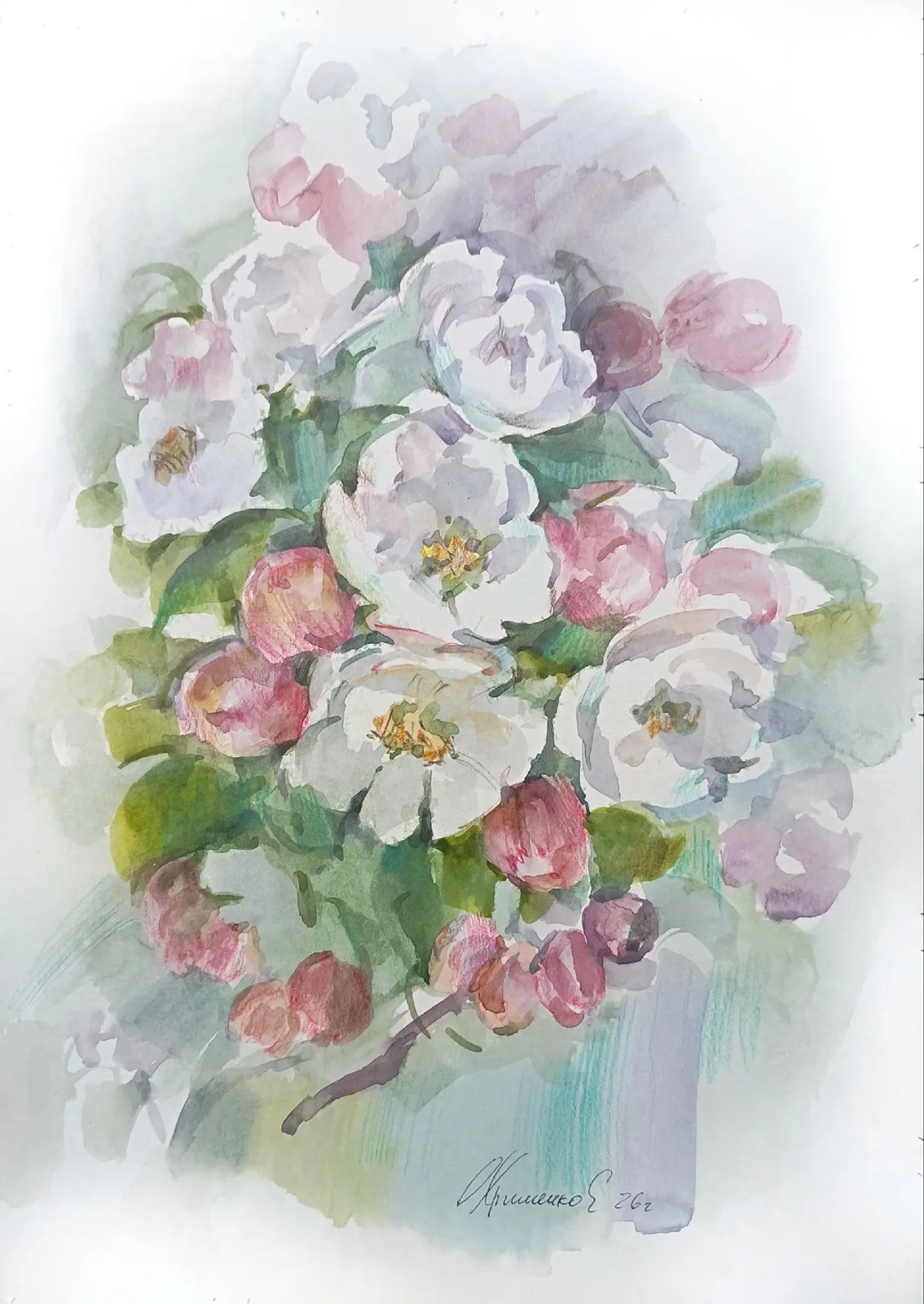 Цвет яблони