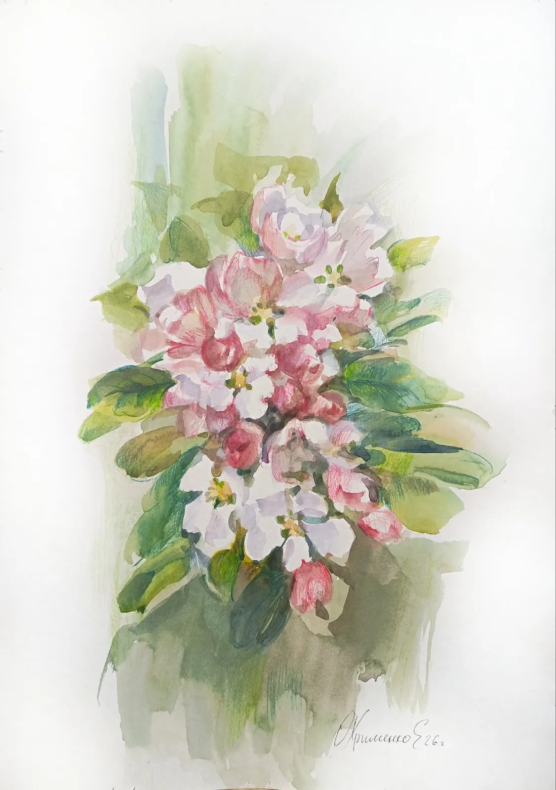 Цветущая яблоня