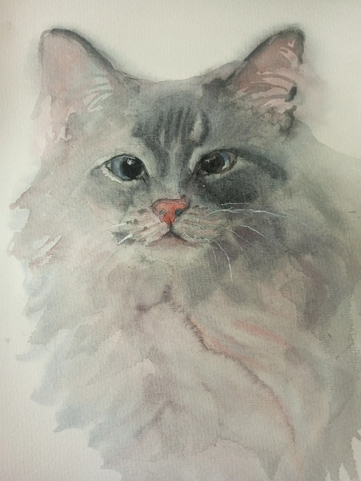 Котик с раскосыми глазами