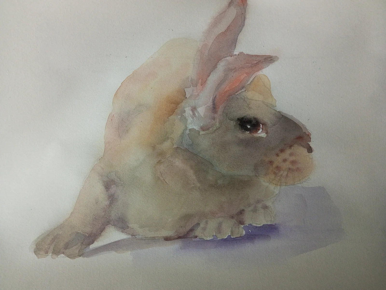 Кролик