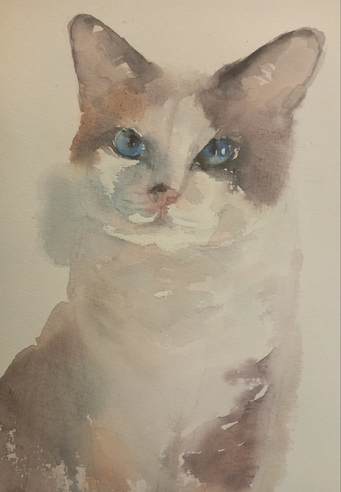 Кошка с голубыми глазами