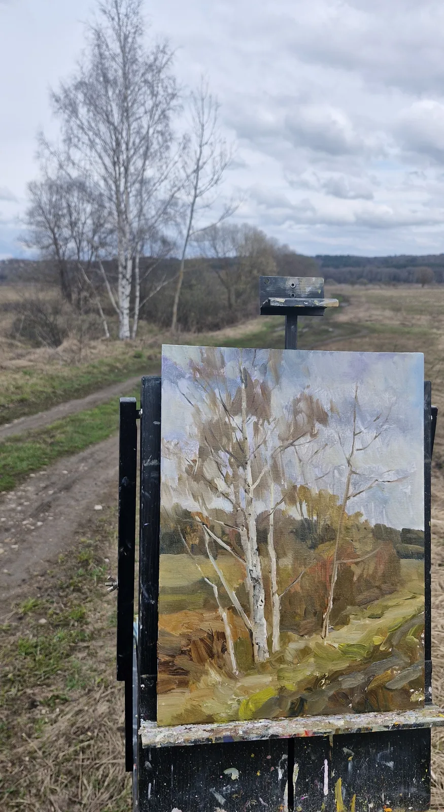 Этюд с берёзами