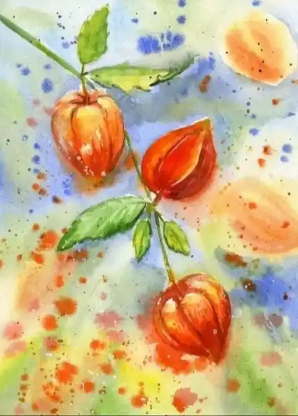 Физалис, А4