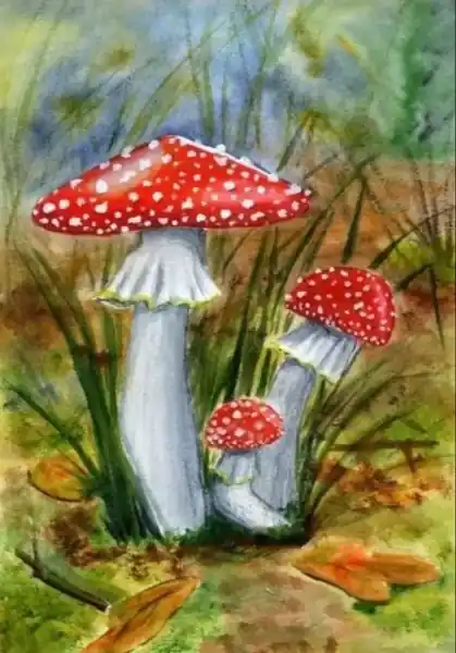 Мухоморы, А4