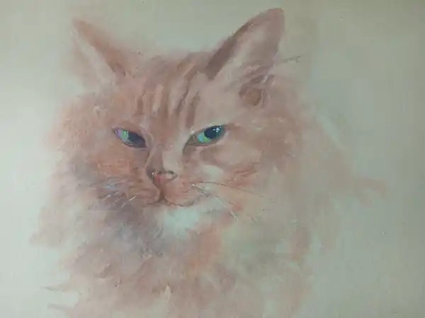 Рыжий кот
