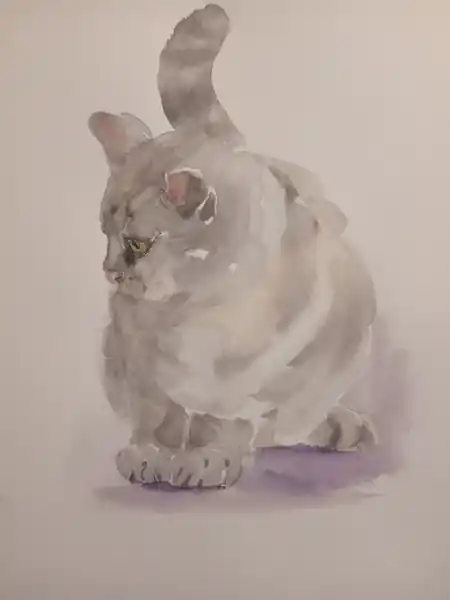 Кот