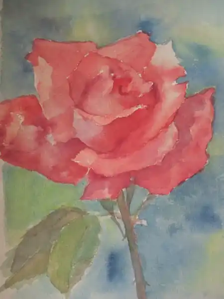 Роза