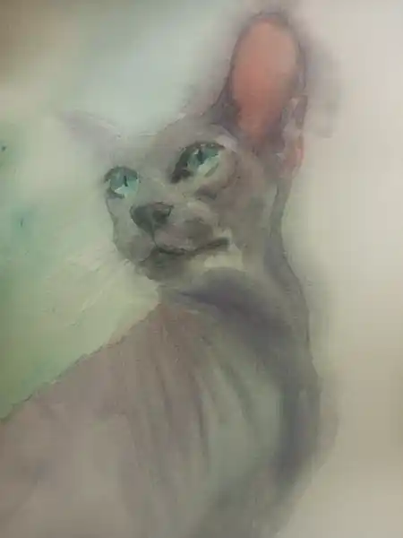 Кошка сфинкс