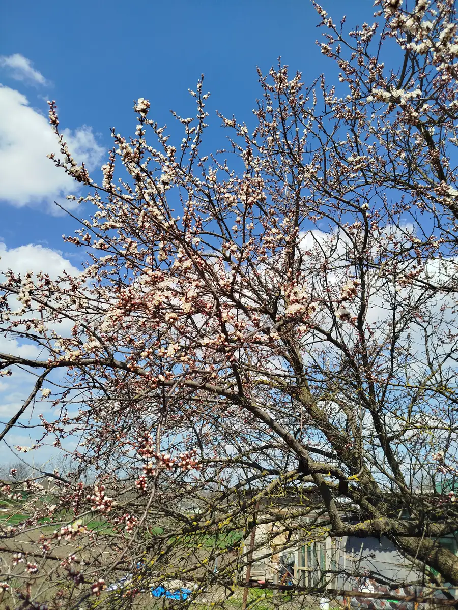 Изображение записи